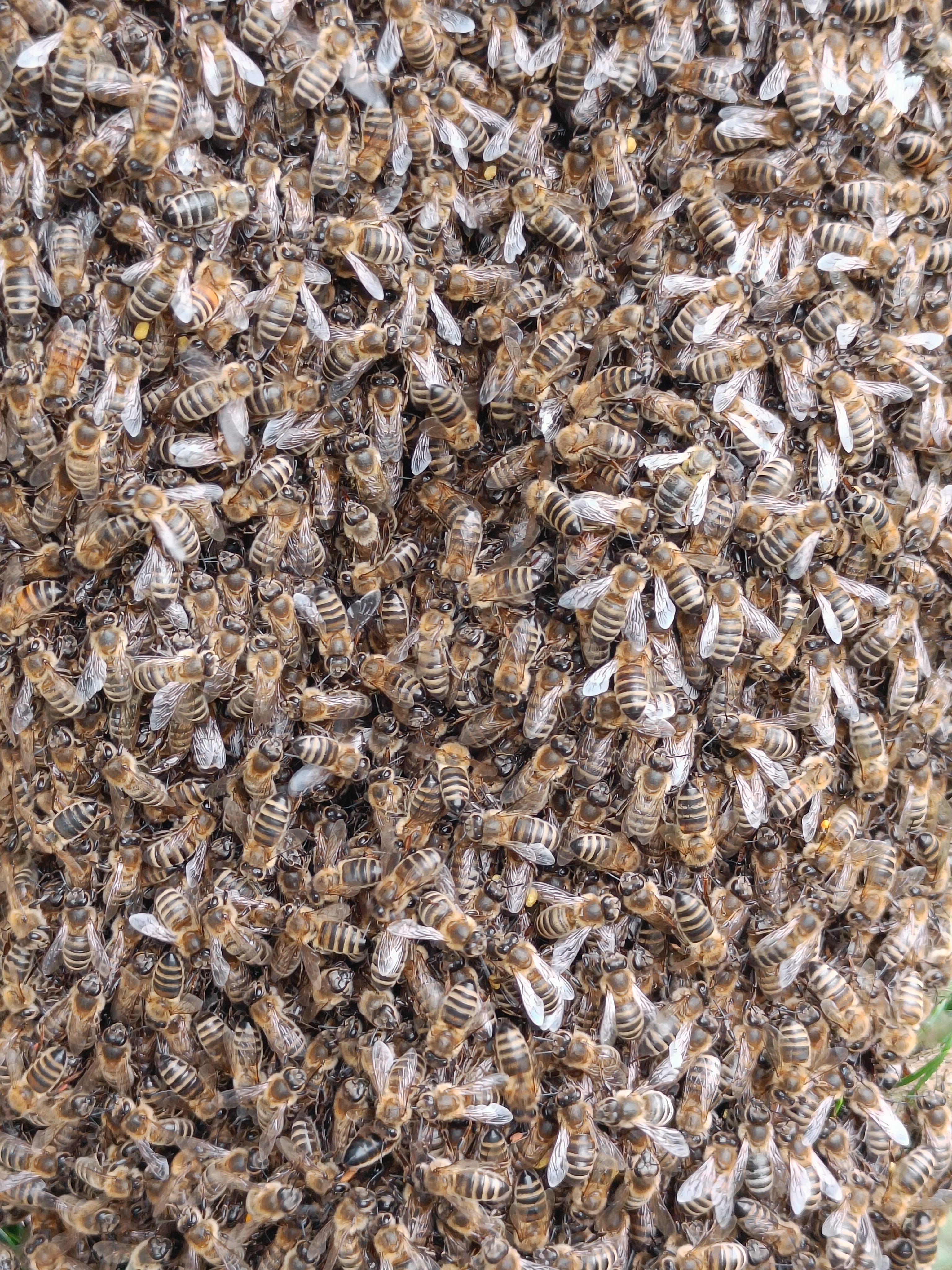Pszczoły, którymi opiekuje się małzeństwo