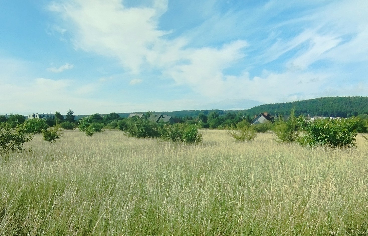 Celowo nieskoszona przez miasto łąka, niedaleko ul. Kosynierów