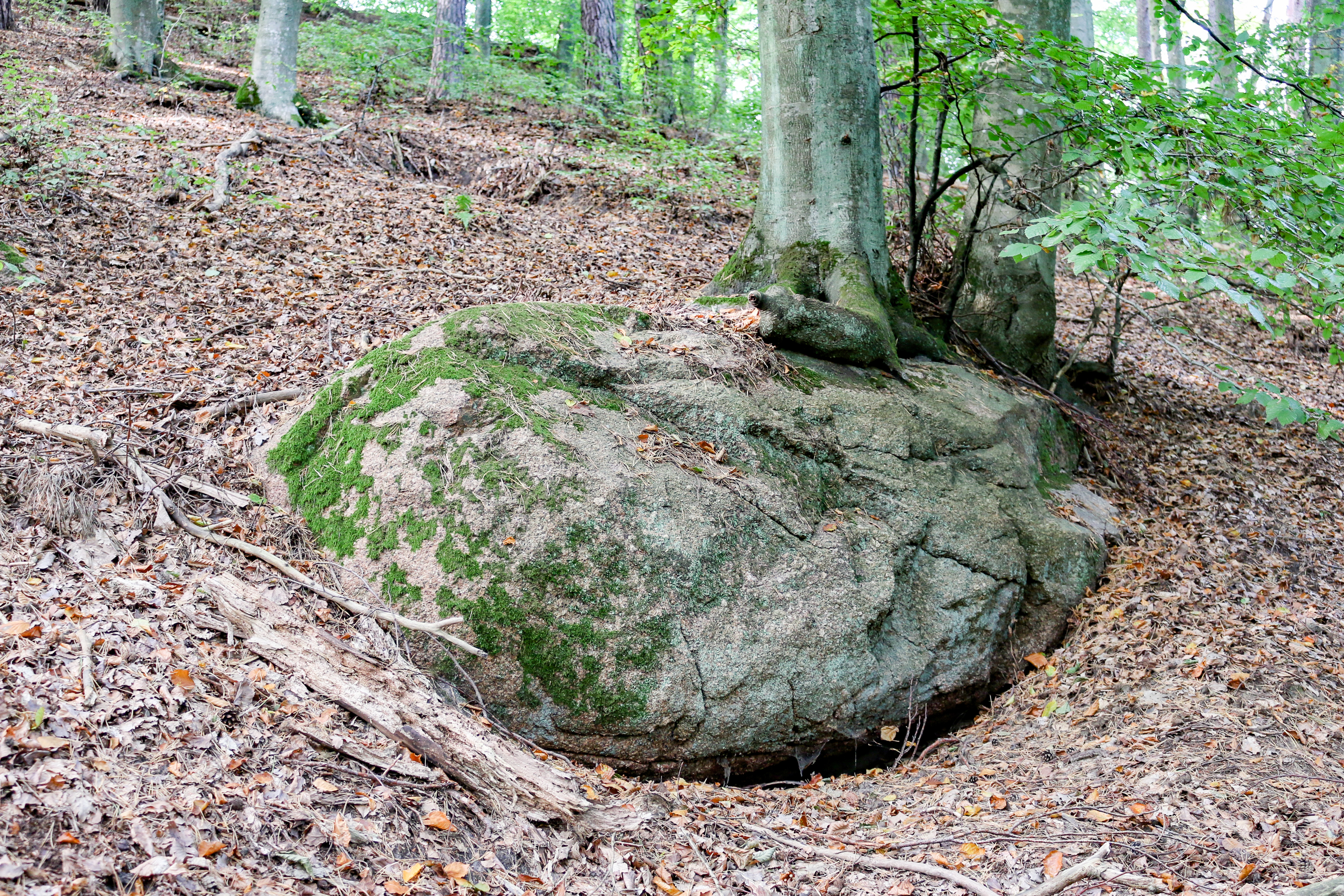 Głaz narzutowy (nr 1140), fot. Julia Kończak
