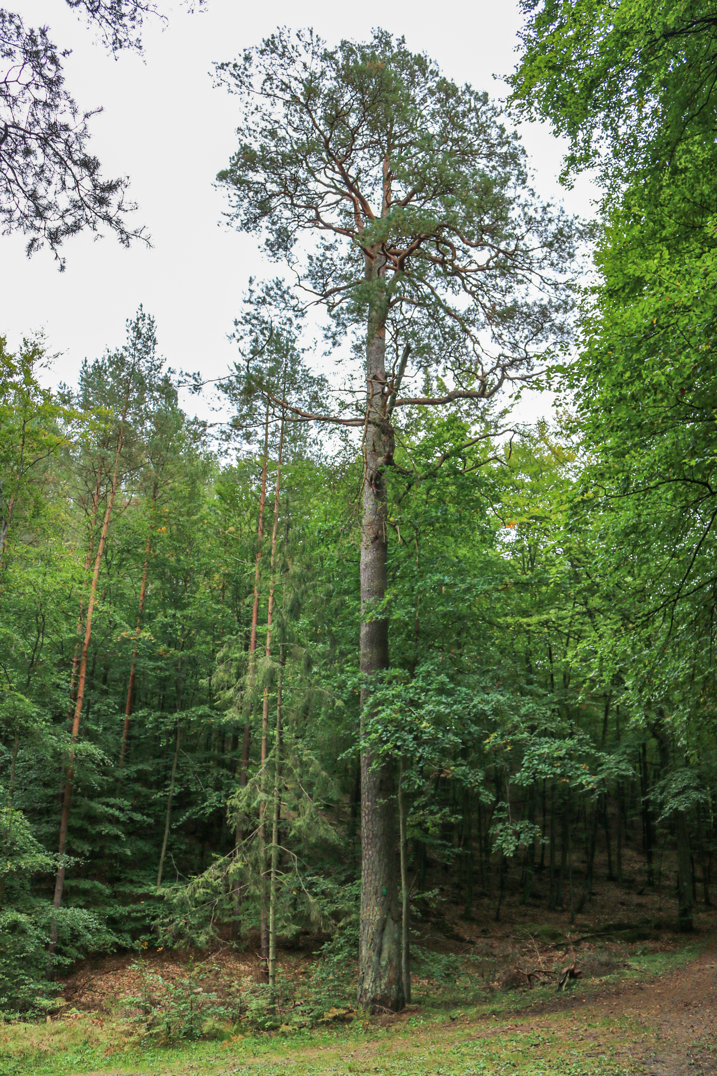 Sosna zwyczajna (nr 1072). Fot. Julia Kończak