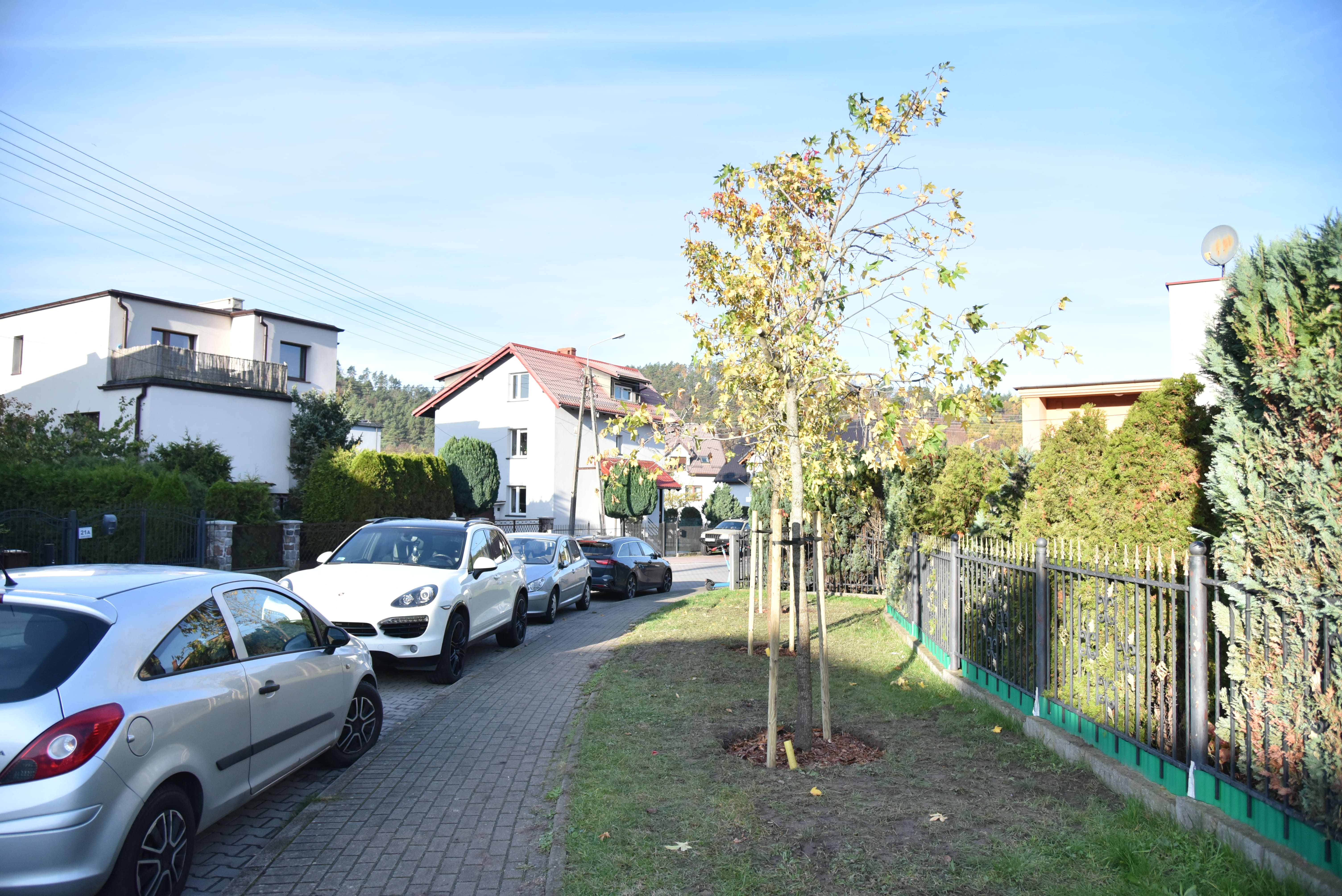 Drzewa, które w listopadzie zostały posadzone przy rumskich ulicach