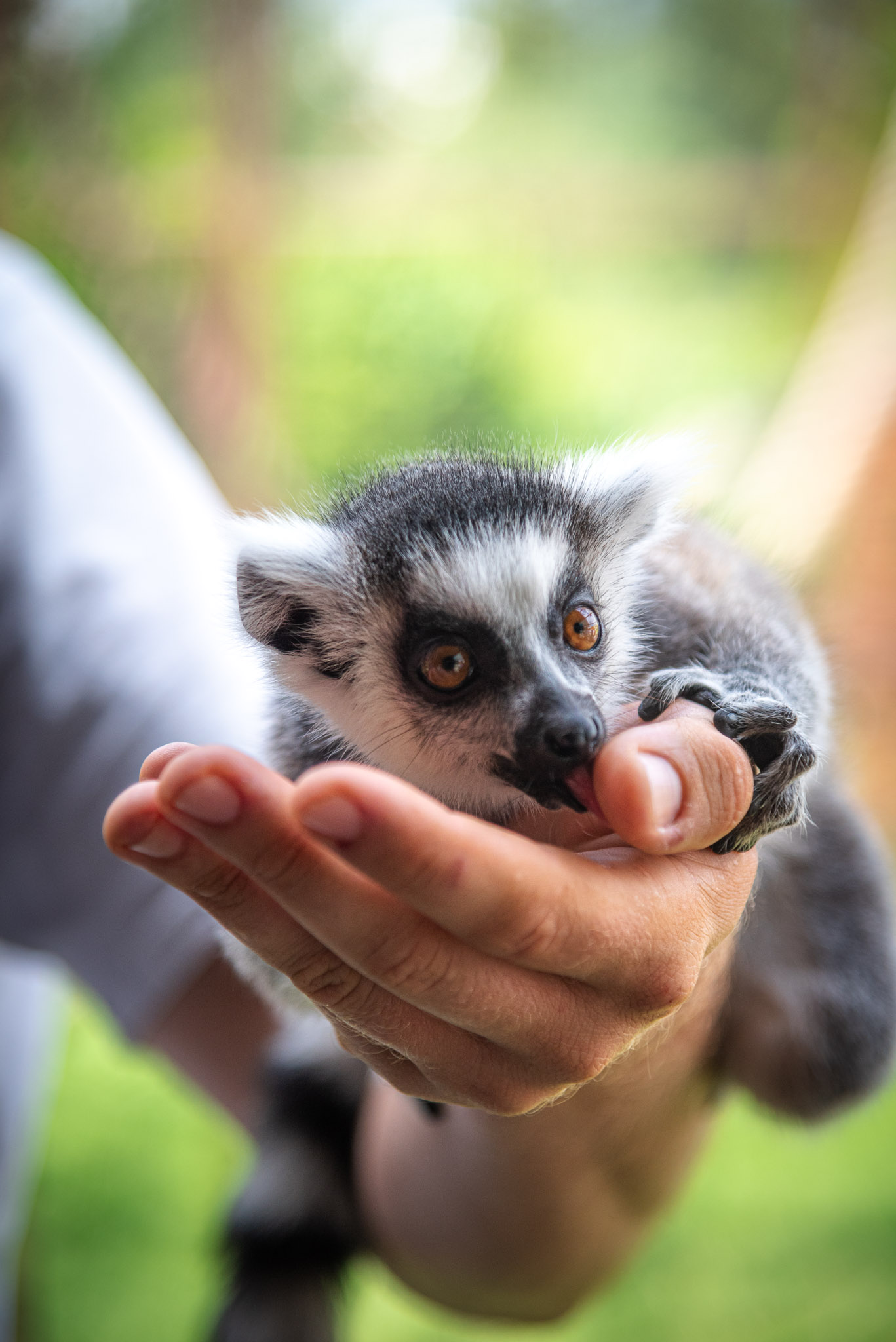 Jeden z lemurów