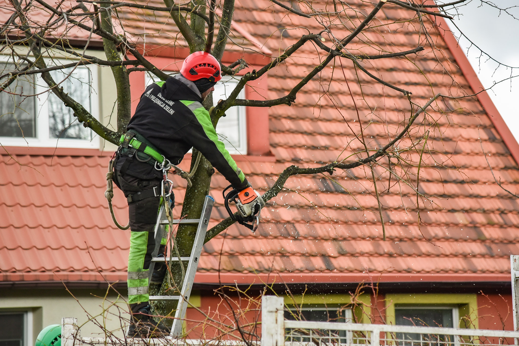 Specjaliści korzystają z odpowiednich narzędzi, aby dotrzeć do koron drzew