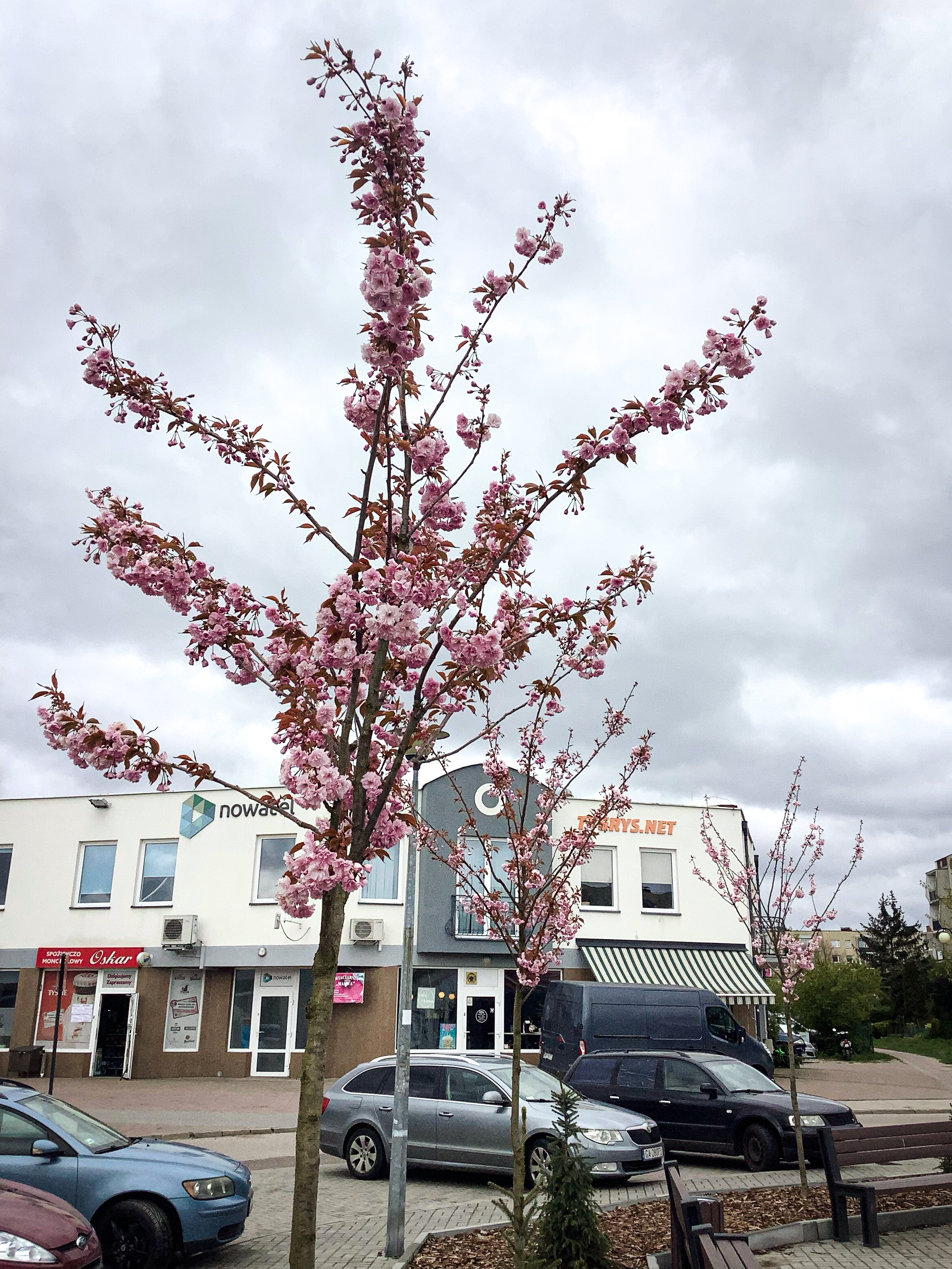 Jedno z kwitnących drzew, które pojawiły się wokół placu