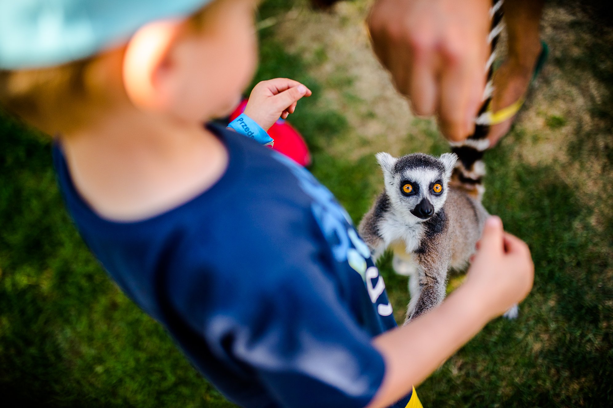 Jeden z lemurów na wybiegu