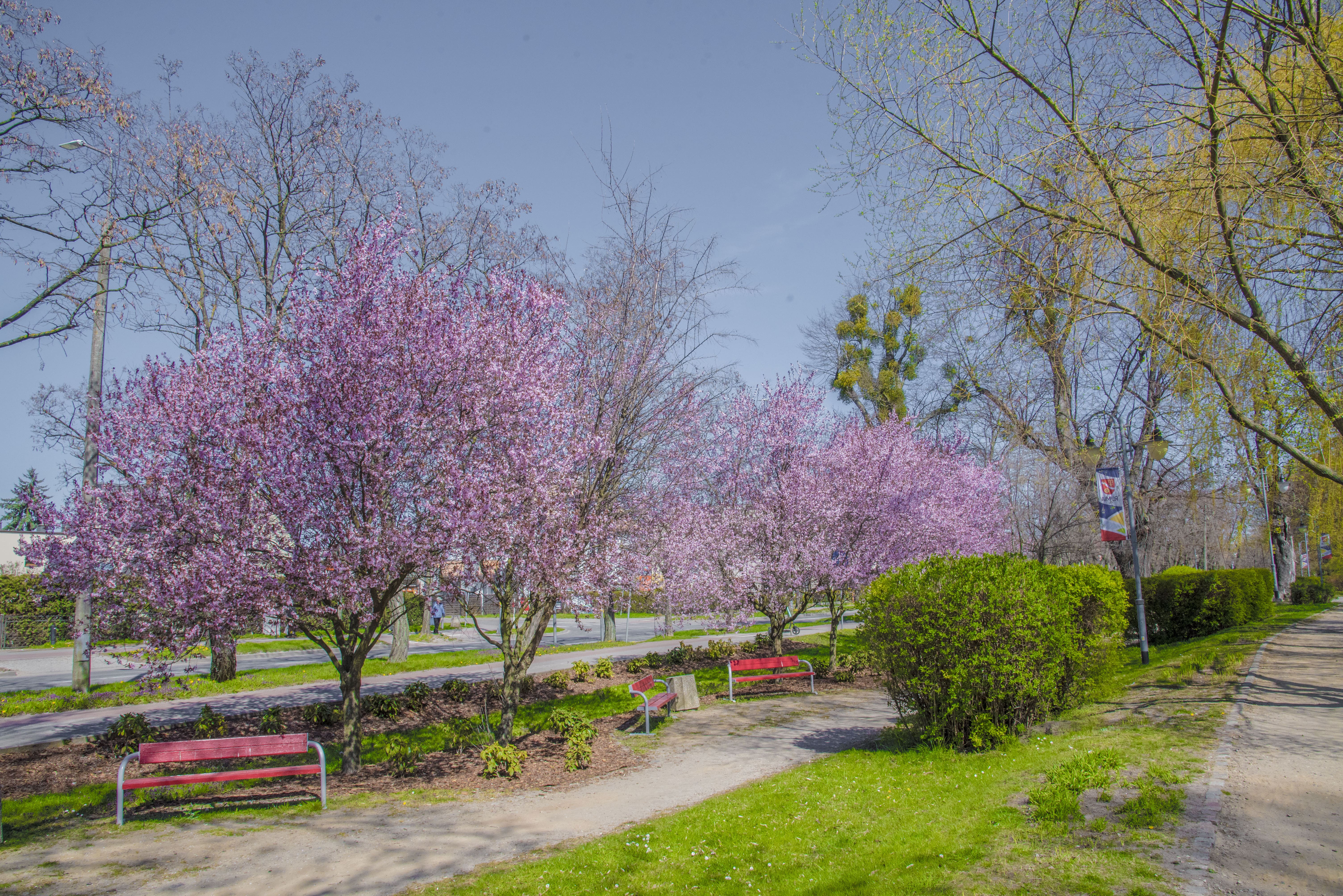Rośliny kwitnące w parku Starowiejskim