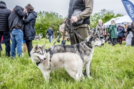 Psy uczestniczące w wydarzeniu