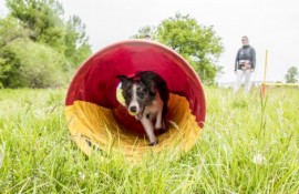 Strefa agility – tor przeszkód dla psów