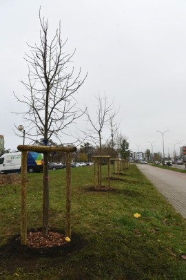 Cały szpaler drzew przy ul. Dąbrowskiego, po akcji sadzenia