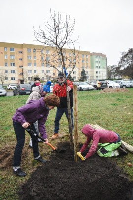 Moment sadzenia drzew przy rondzie Solidarności