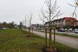 Cały szpaler drzew przy ul. Dąbrowskiego, po akcji sadzenia