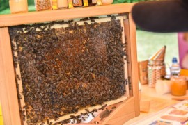 Stanowisko pszczelarskie