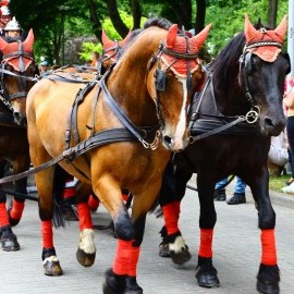 Festyn z Pompą