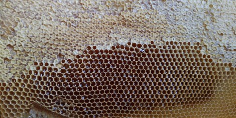Plaster miodu wytworzony przez rumskie pszczoły.
