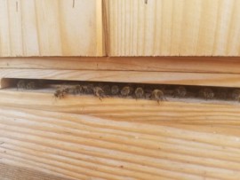 Pszczoły mieszkające na hotelowym dachu.