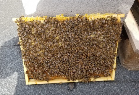 Pszczoły mieszkające na hotelowym dachu.
