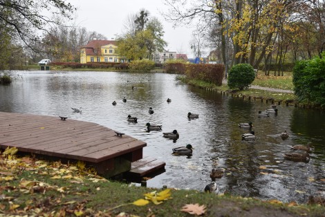 Kaczki w parku Starowiejskim