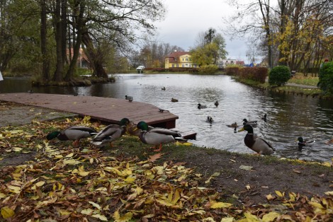 Kaczki w parku Starowiejskim