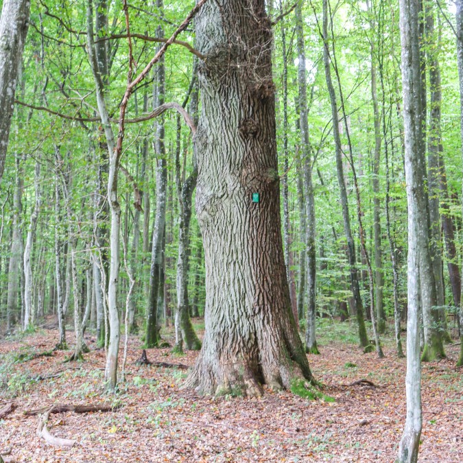 Śladami pomników przyrody – cz. 4