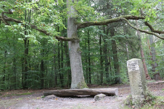 Śladami pomników przyrody – cz. 3