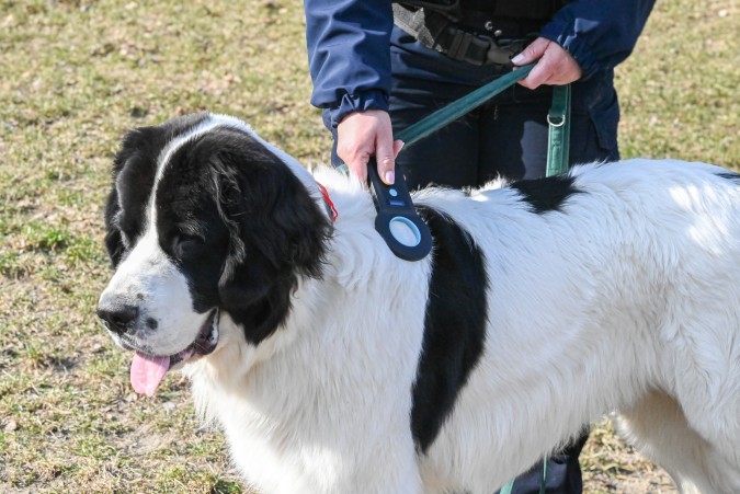 Nie ryzykuj, zaczipuj pupila
