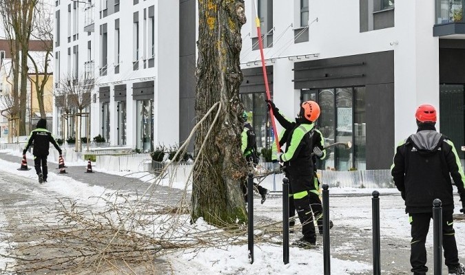 Jak miasto troszczy się o drzewa