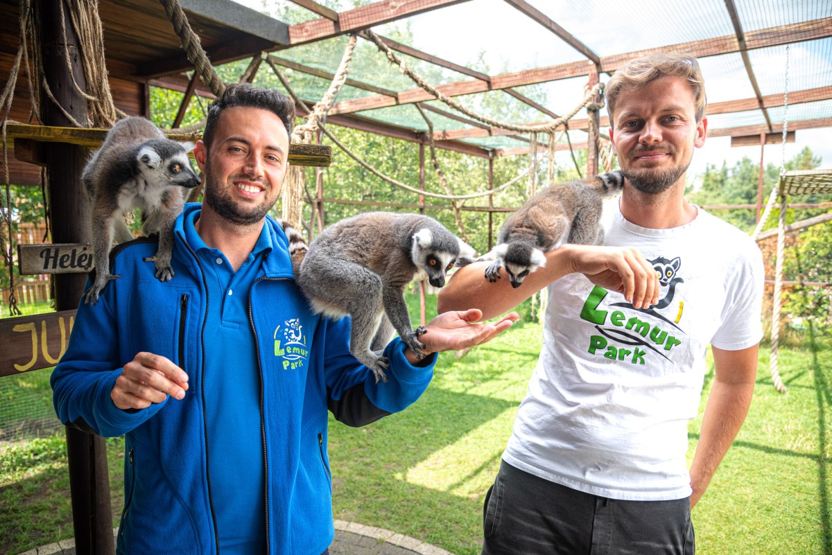 Współwłaściciele Lemur Parku w Rumi na wybiegu dla tytułowych lemurów katta, od lewej: Patryk Berhorst i Bartłomiej Cybula