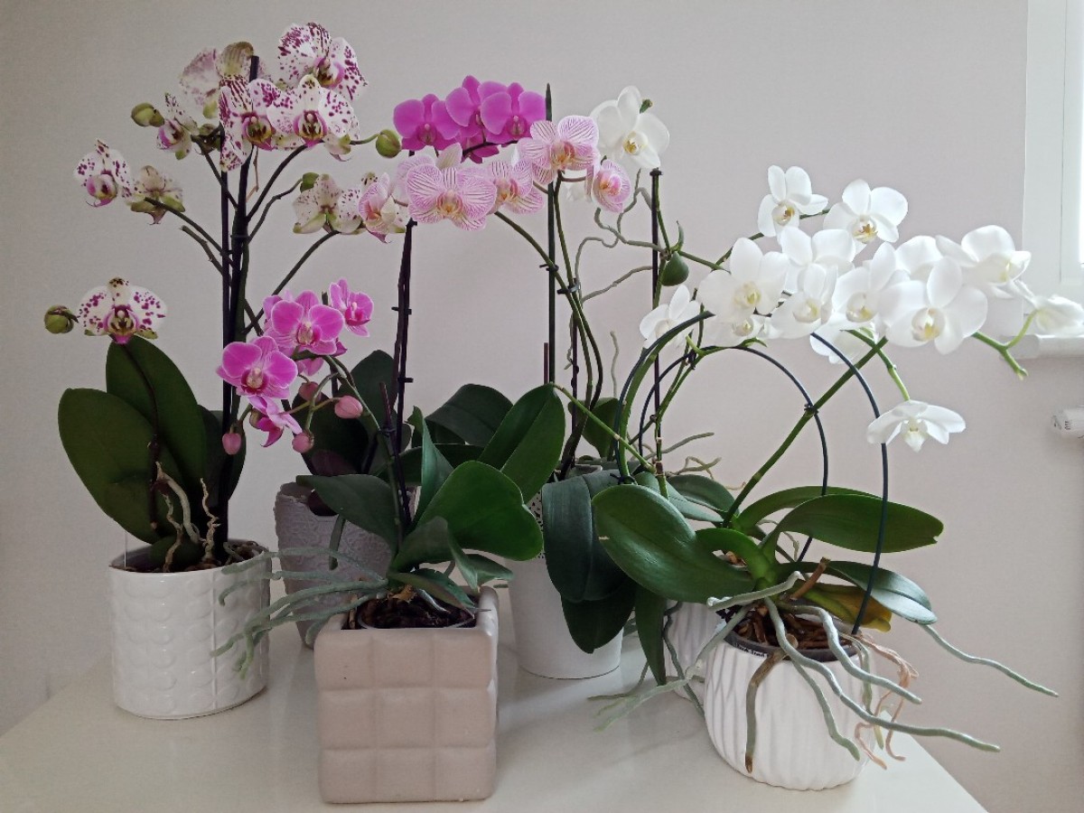 Część kolekcji roślin pani Basi