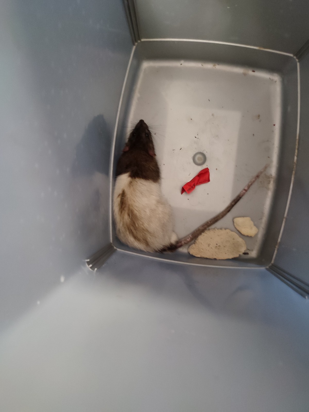 Poszukiwany właściciel szczura domowego